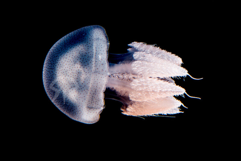 アカホシイトヒキクラゲ