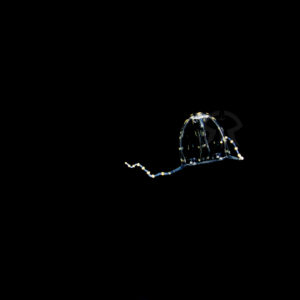 フクロクジュクラゲ属の一種