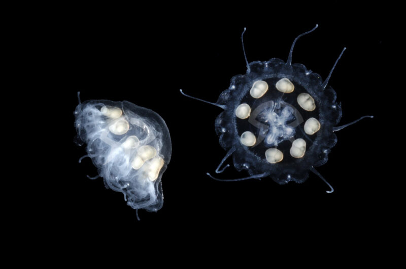 エフィラクラゲ属の一種