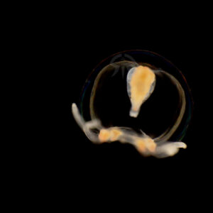 ハヤマコツブクラゲ属の一種