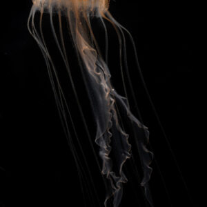 アマクサクラゲ