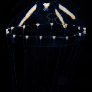 ホソエダウミコップ