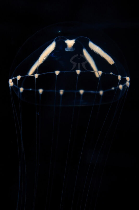 ホソエダウミコップ