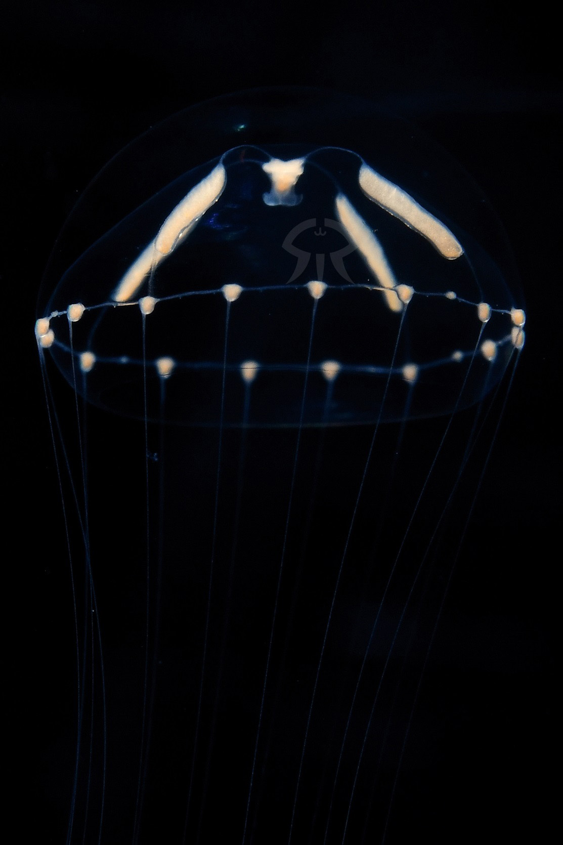 ホソエダウミコップ