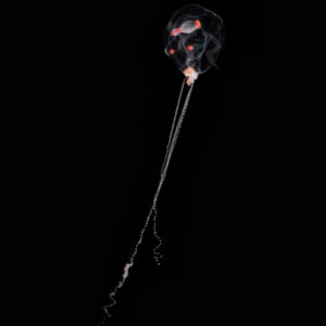 ヒトツアシクラゲ