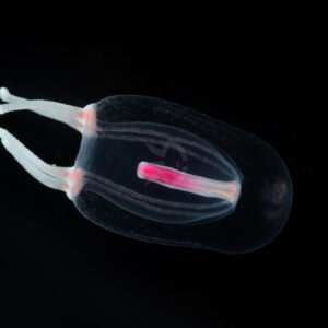 サルシアクラゲモドキ