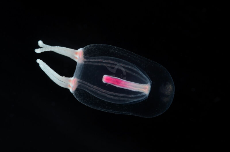 サルシアクラゲモドキ