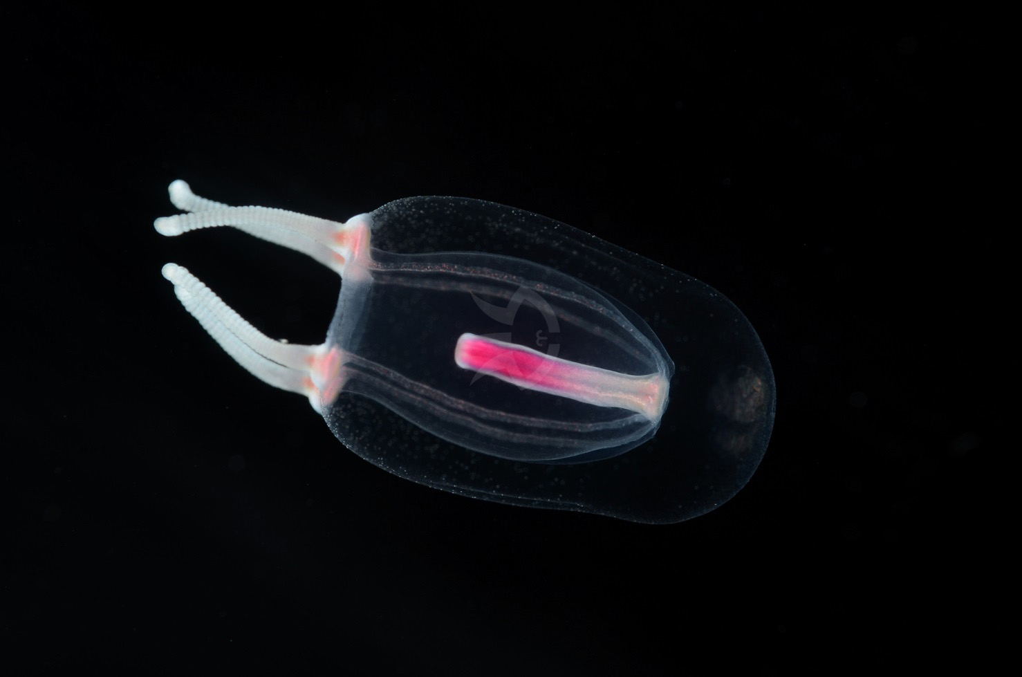 サルシアクラゲモドキ