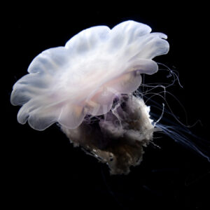 キタユウレイクラゲ