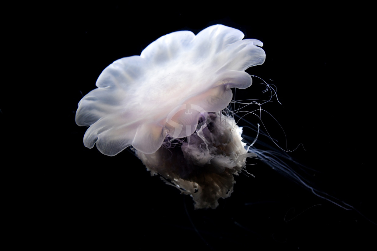 キタユウレイクラゲ