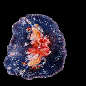 ベニクラゲムシ