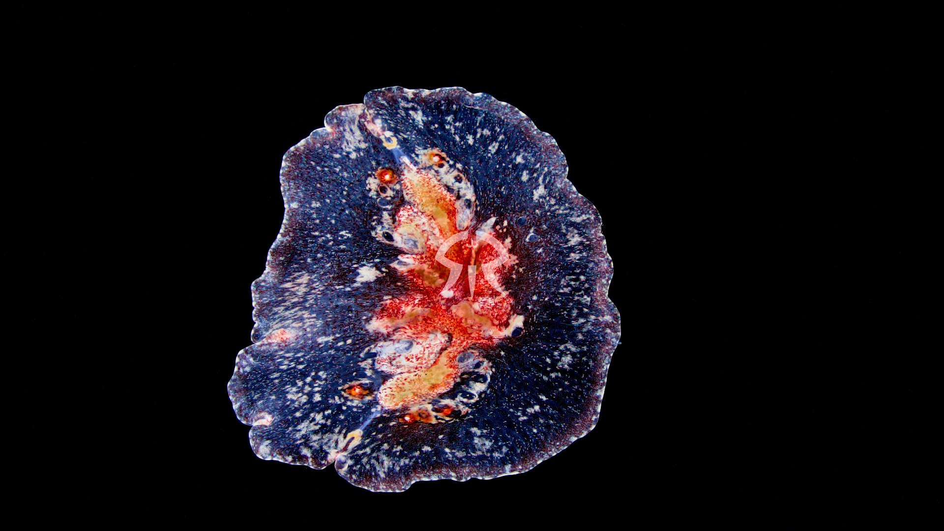 ベニクラゲムシ