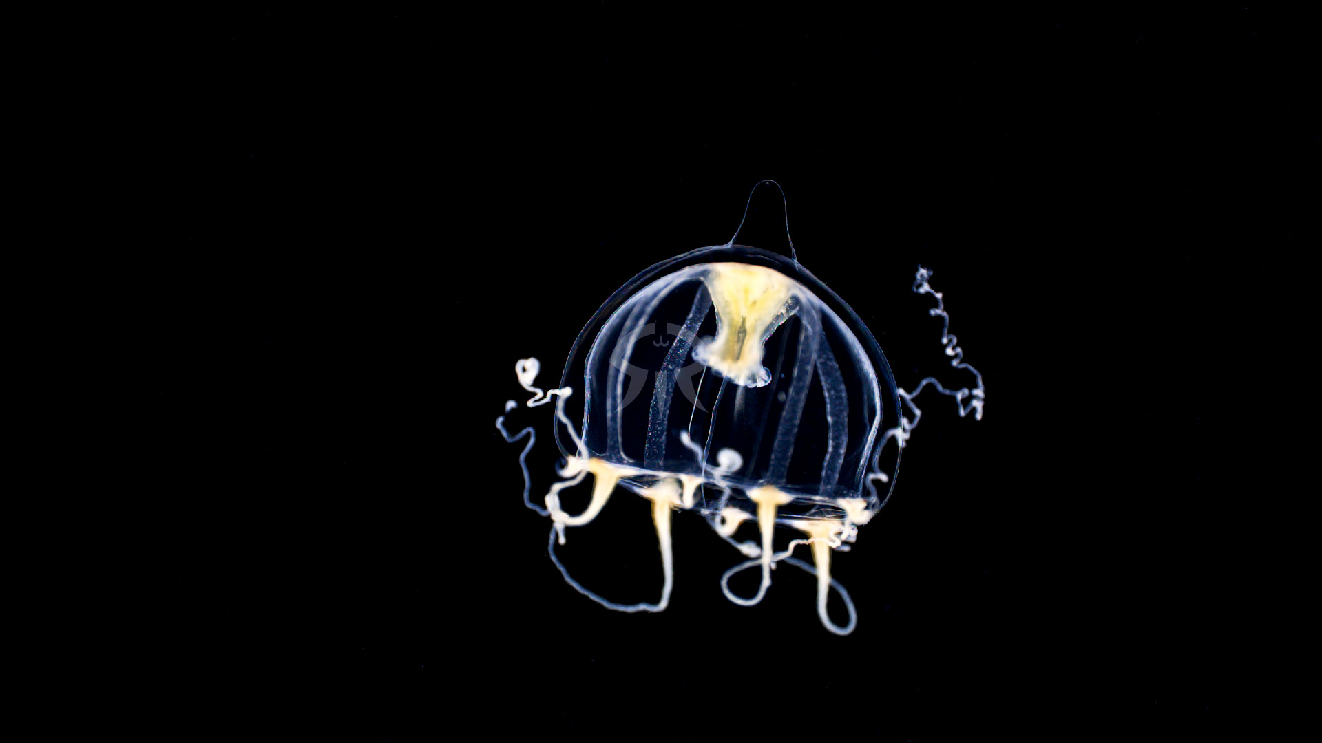 エボシクラゲ属の一種