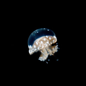 タコクラゲ属の一種