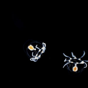 ハヤマコツブクラゲ