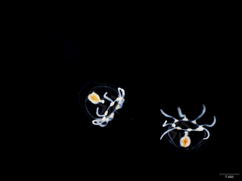 ハヤマコツブクラゲ