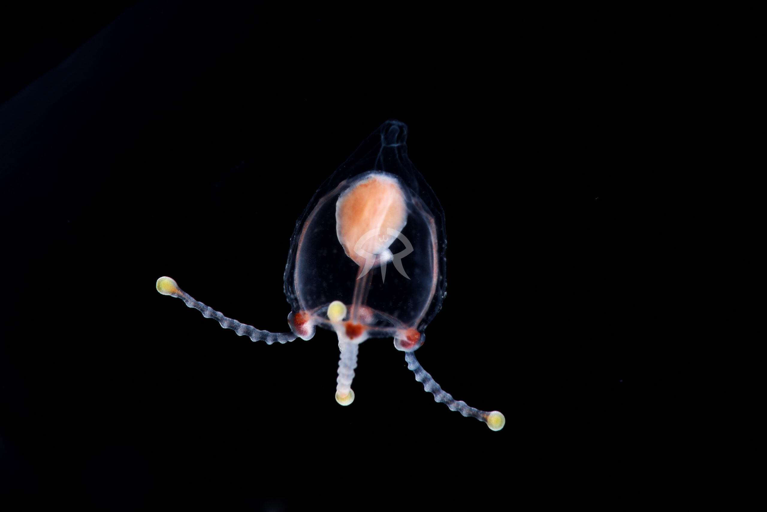 カイメンウミヒドラ