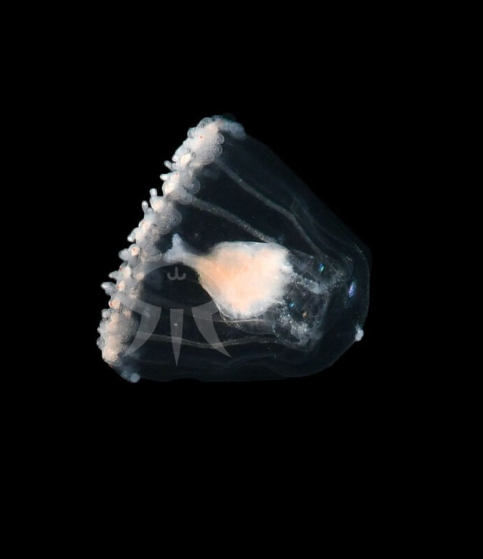 チチュウカイベニクラゲ