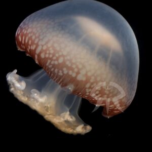 キャノンボールジェリー