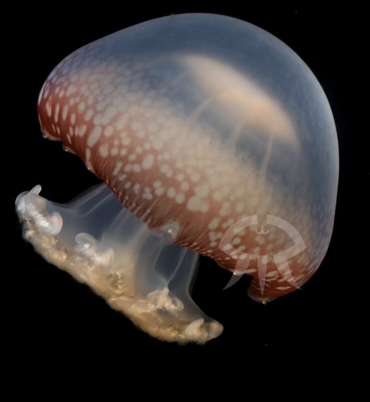 キャノンボールジェリー