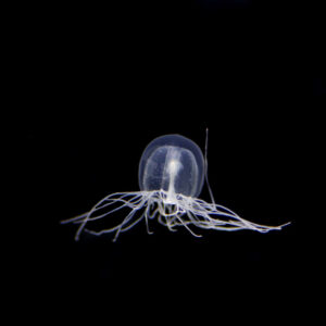 キタカミクラゲ