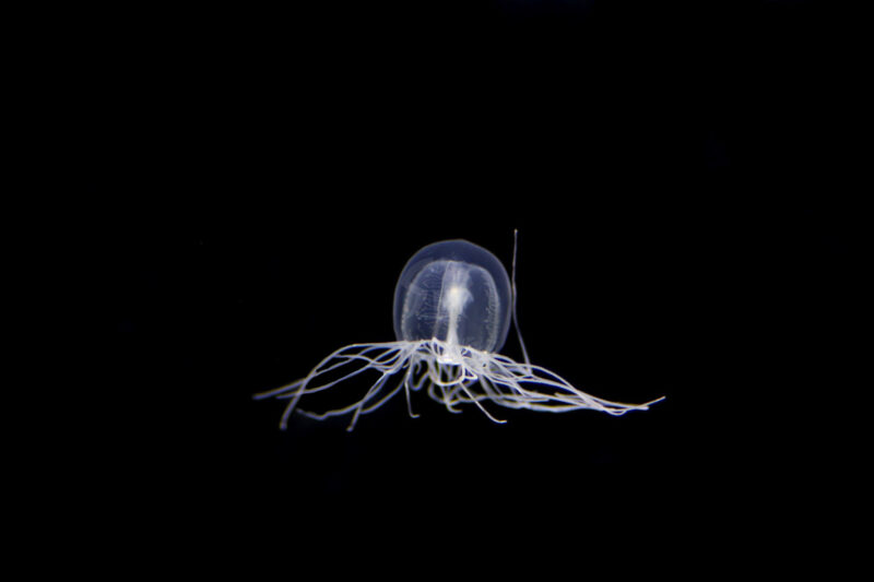 キタカミクラゲ