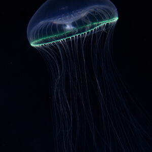 オワンクラゲ (ヴィクトリア)