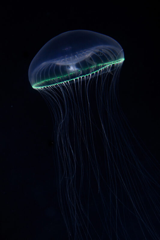 オワンクラゲ (ヴィクトリア)