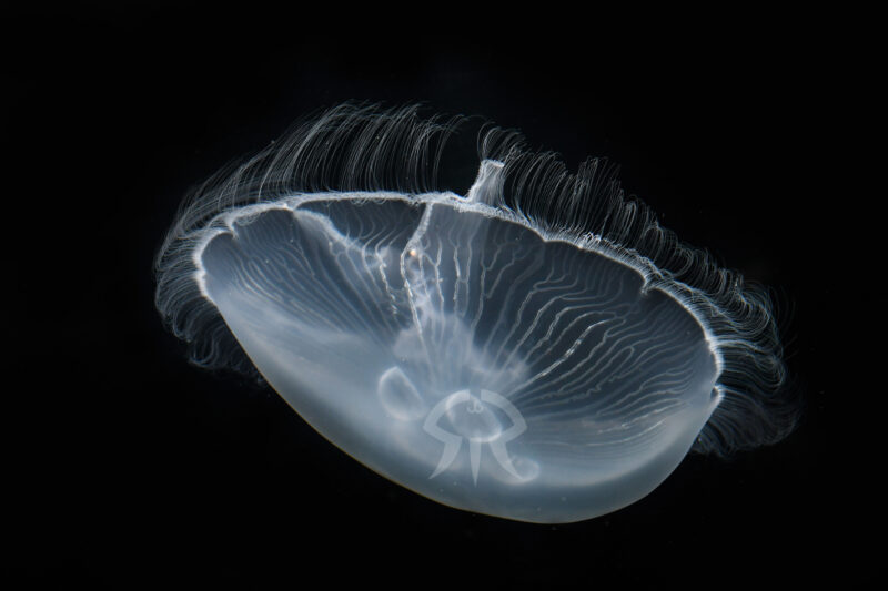 ナンヨウミズクラゲ