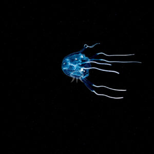 フタバリッポウクラゲ