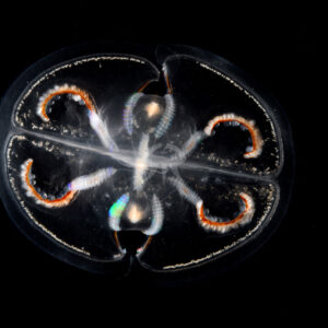 カブトヘンゲクラゲ