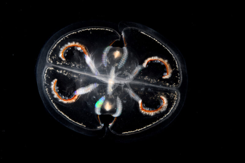 カブトヘンゲクラゲ