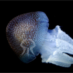 ヒョウガライトヒキクラゲ