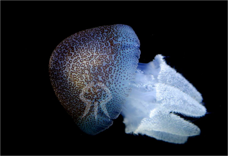 ヒョウガライトヒキクラゲ