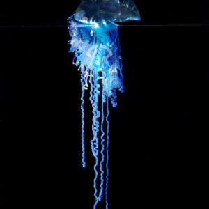 カツオノエボシ