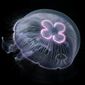 マレディベンシス