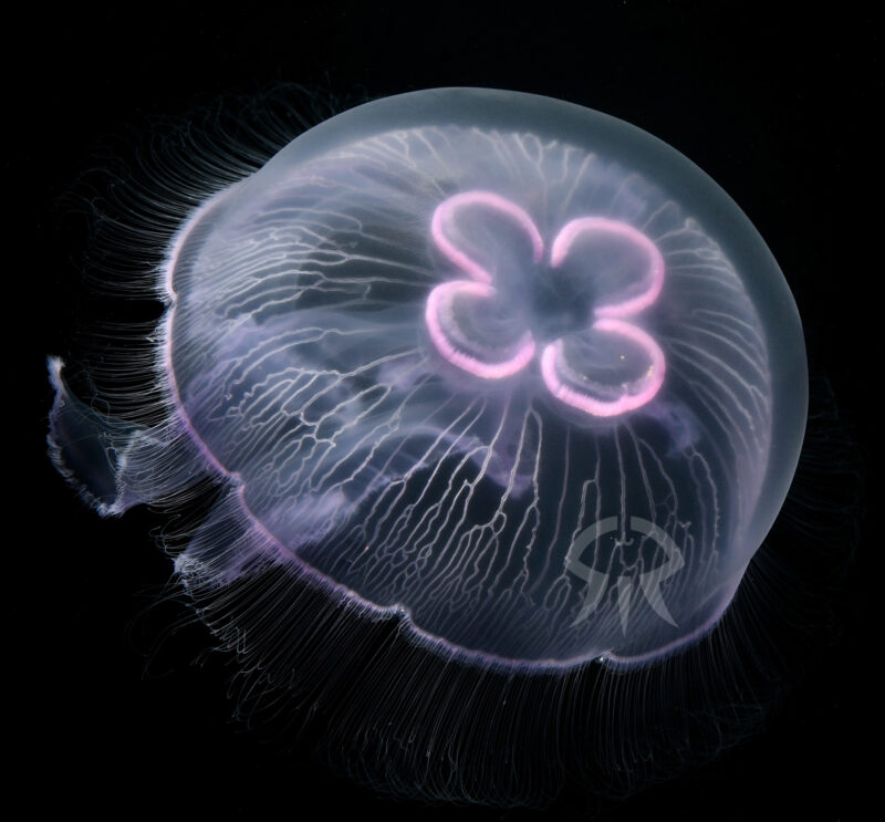 マレディベンシス