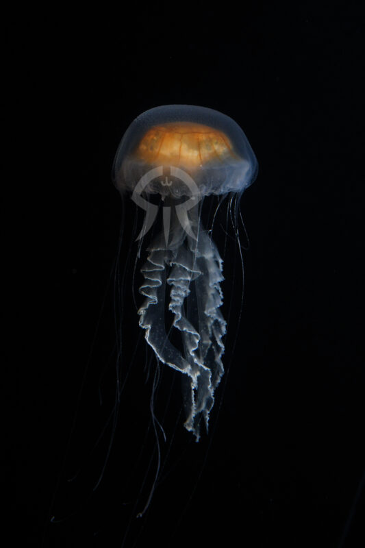 メキシカンシーネットル (仮称)