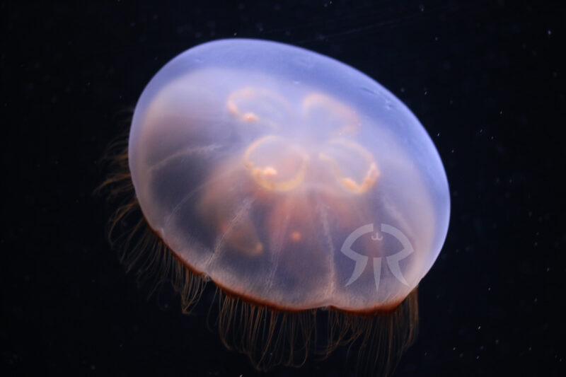 キタミズクラゲ