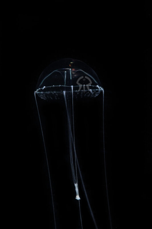 エナガコノハクラゲ