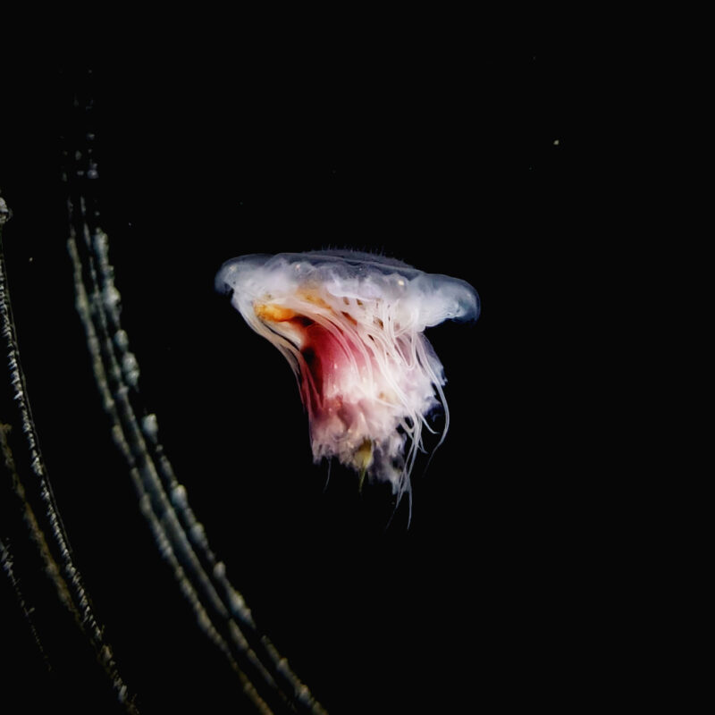 ヴェルシカラー