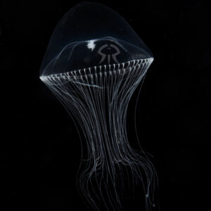 マメヨドクラゲ