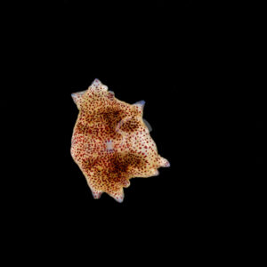 クラゲムシ属の一種