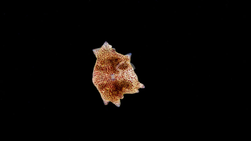 クラゲムシ属の一種