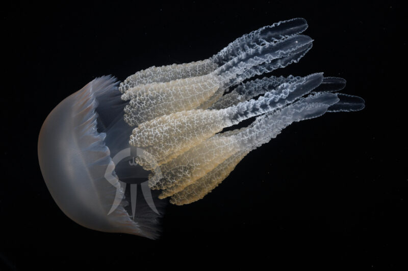 カトスティラス・タギ (仮称)