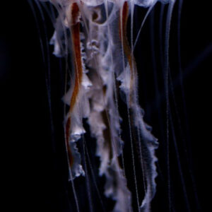 ラクテアジェリー