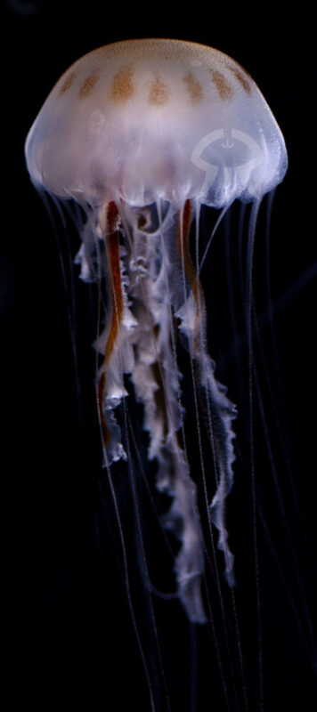 ラクテアジェリー