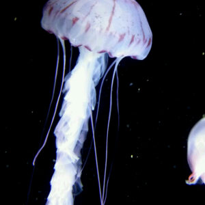 パープルストライプトジェリー