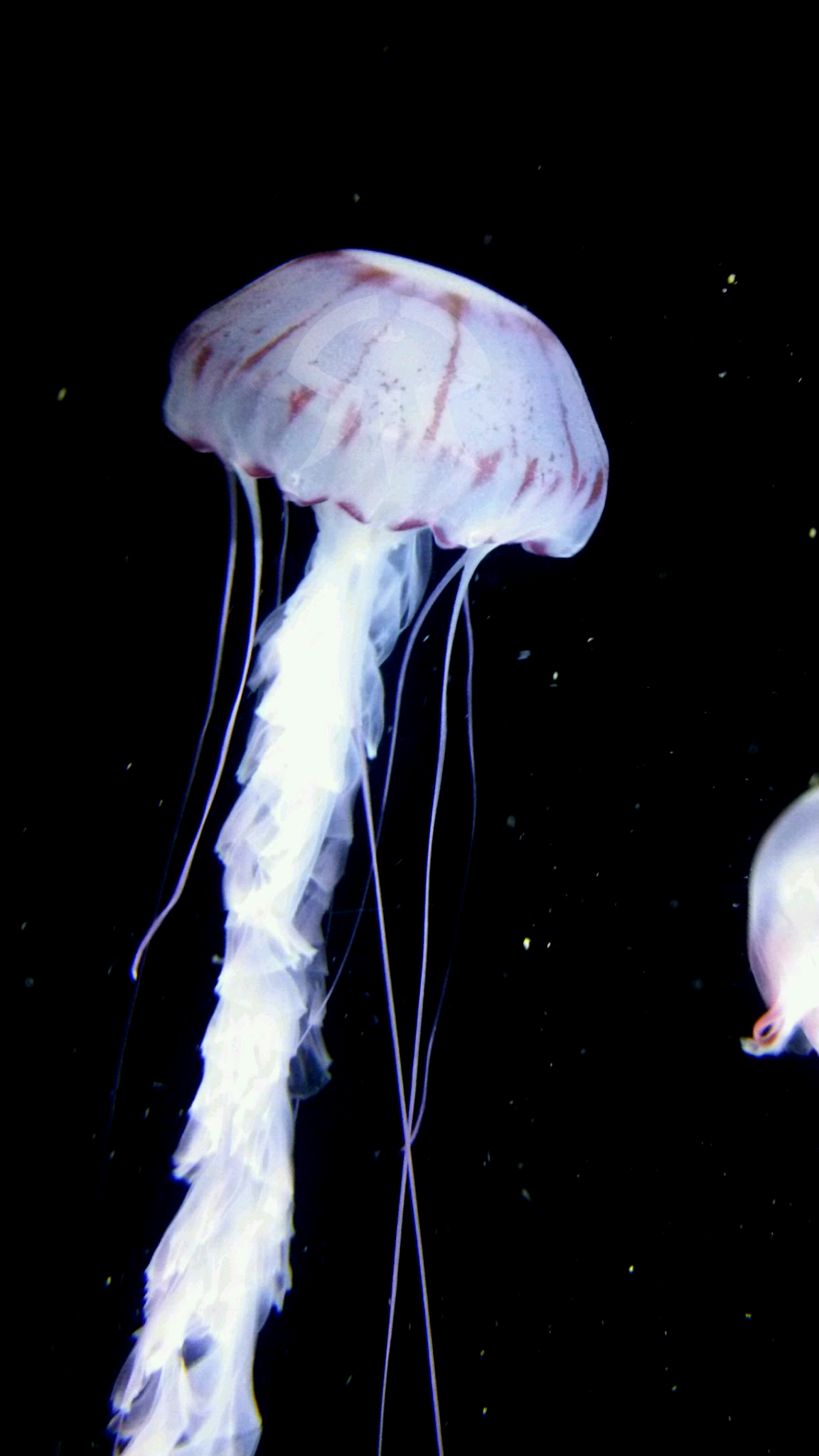 パープルストライプトジェリー