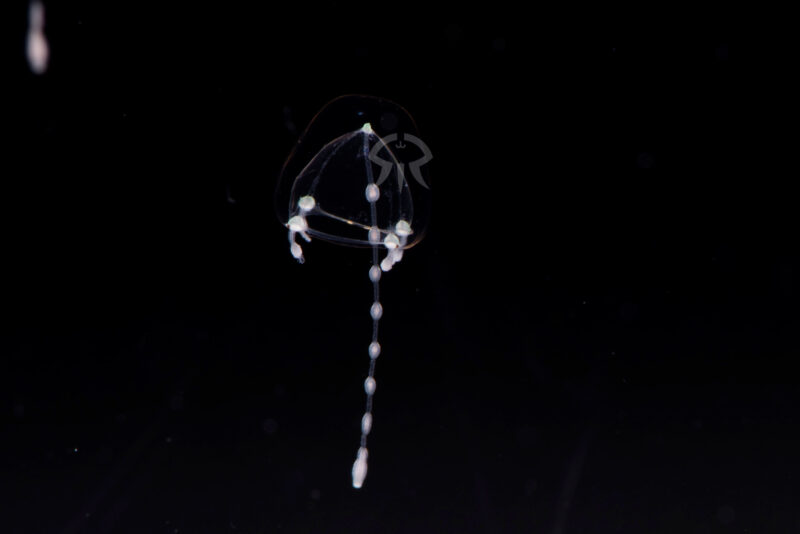 ジュズクラゲ属の一種